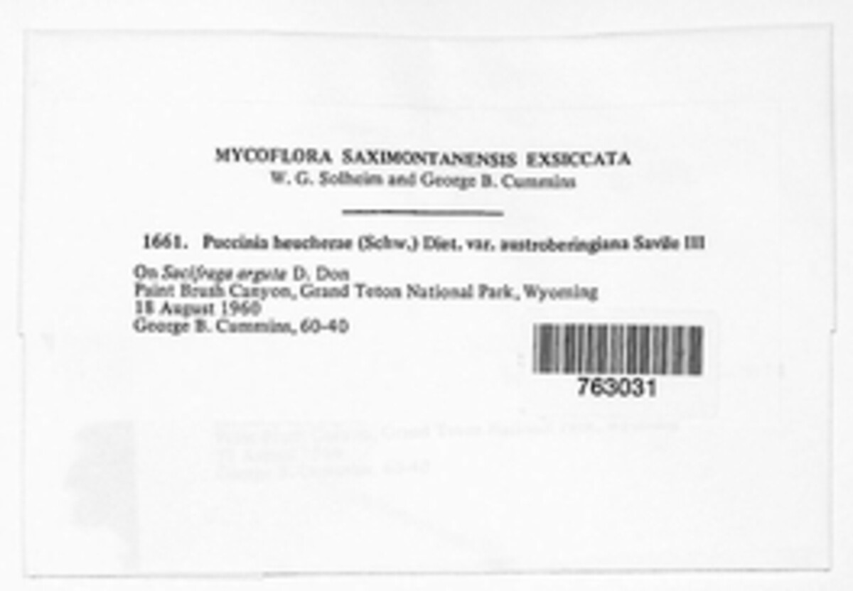 Puccinia austroberingiana image